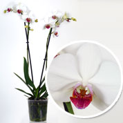 Orchid, Phalaenopsis White, Phalaenopsis